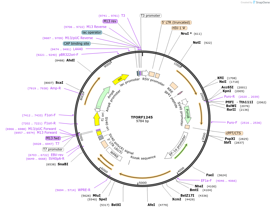 141805-plasmid-map-sequence-id-391423