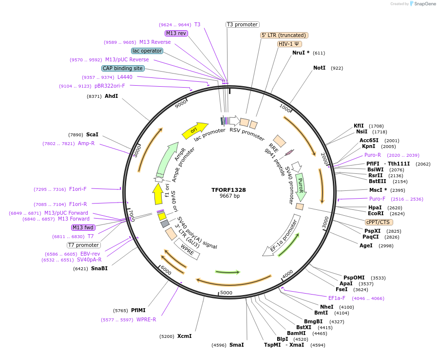 141813-plasmid-map-sequence-id-391424