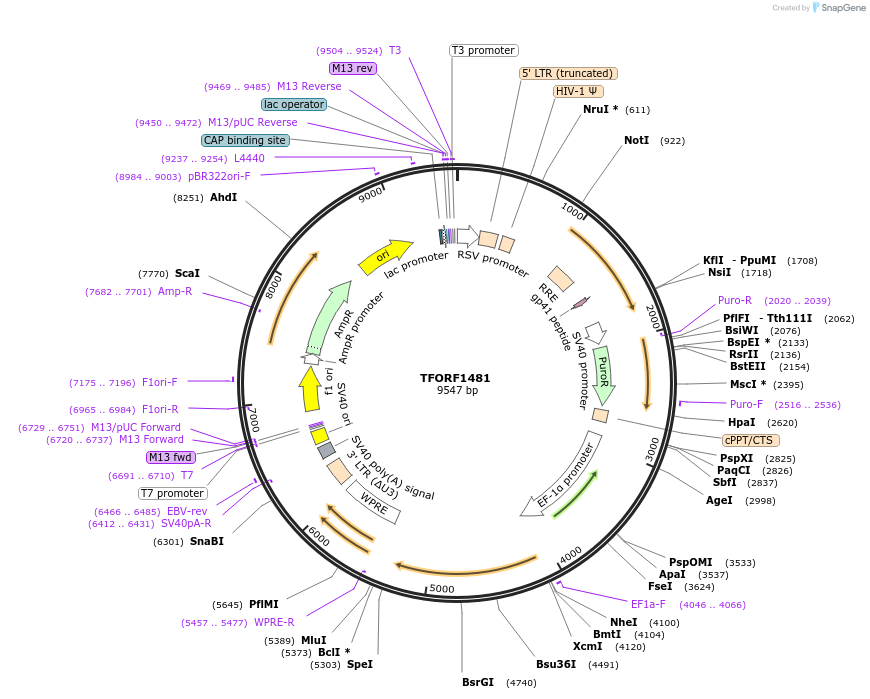 141827-plasmid-map-sequence-id-391425