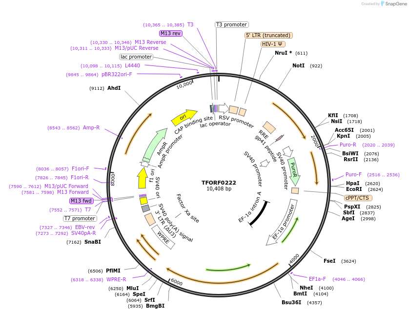 142566-plasmid-map-sequence-id-391430