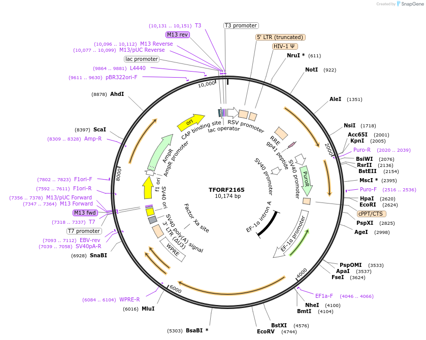 141953-plasmid-map-sequence-id-391431