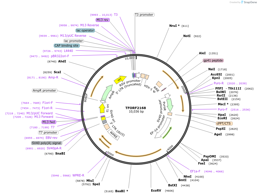 141954-plasmid-map-sequence-id-391432
