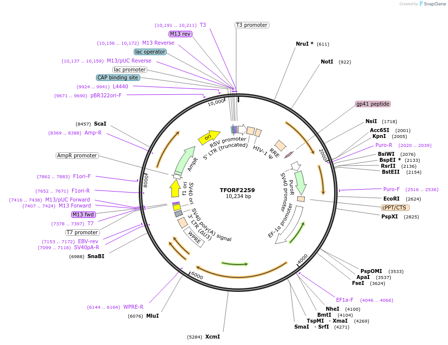 141997-plasmid-map-sequence-id-391435