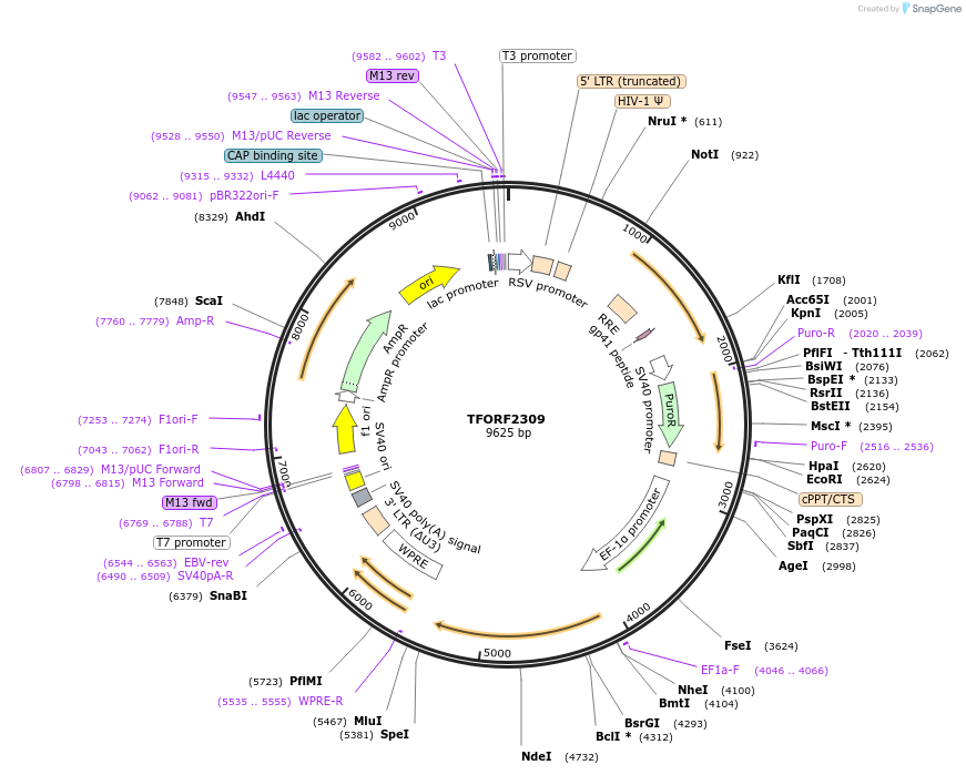 142025-plasmid-map-sequence-id-391439