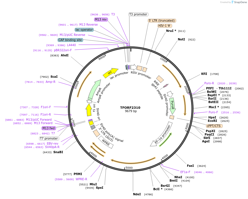 142026-plasmid-map-sequence-id-391440