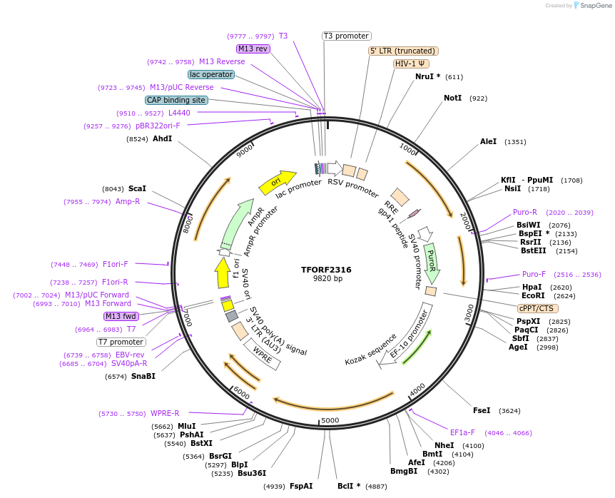 142031-plasmid-map-sequence-id-391441