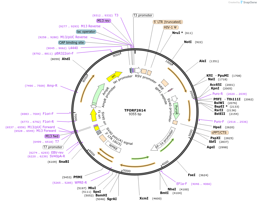 142339-plasmid-map-sequence-id-391442