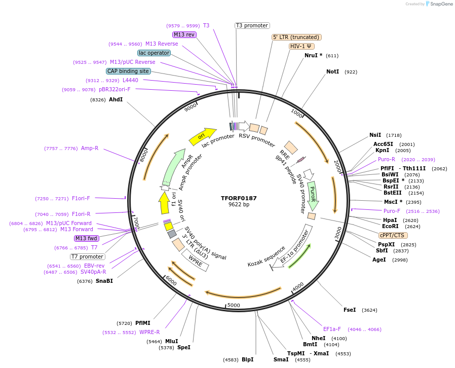 142362-plasmid-map-sequence-id-391443