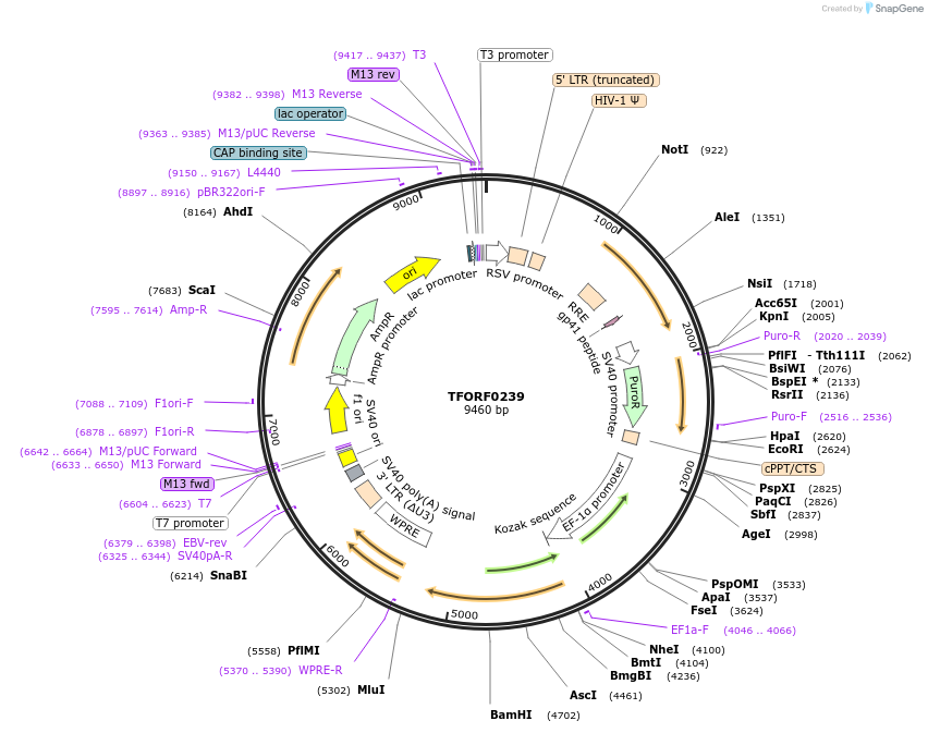 142385-plasmid-map-sequence-id-391445