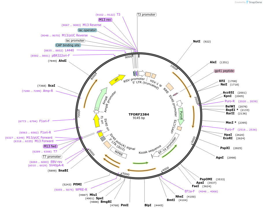 142411-plasmid-map-sequence-id-391447