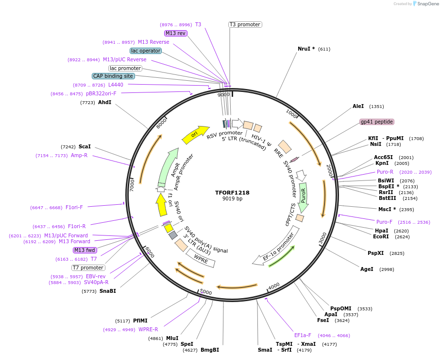 142157-plasmid-map-sequence-id-391449