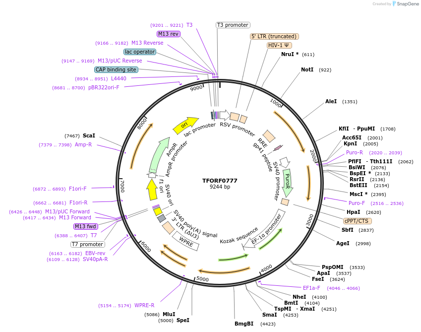 142234-plasmid-map-sequence-id-391451