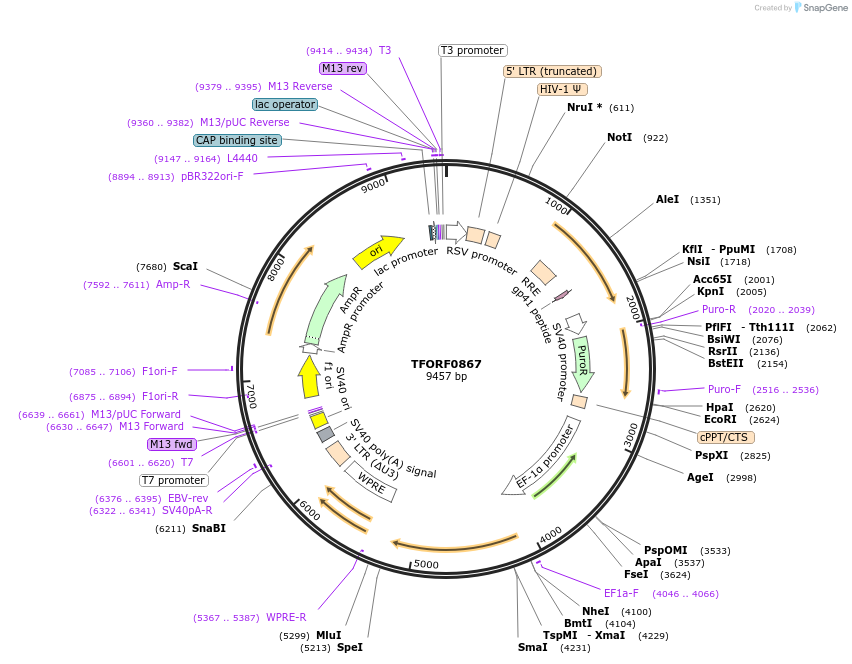 142209-plasmid-map-sequence-id-391452