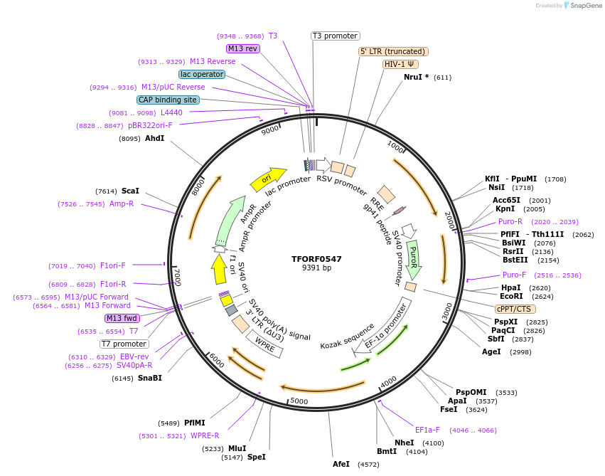 142645-plasmid-map-sequence-id-391455