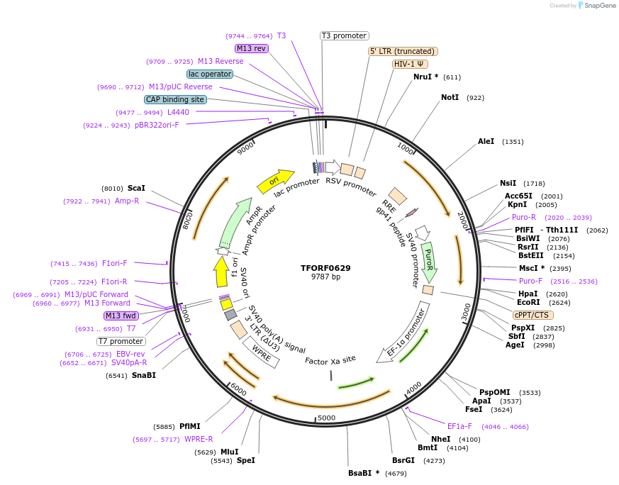 142667-plasmid-map-sequence-id-391456