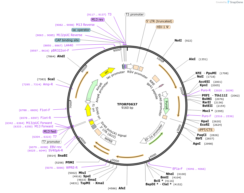 142669-plasmid-map-sequence-id-391457