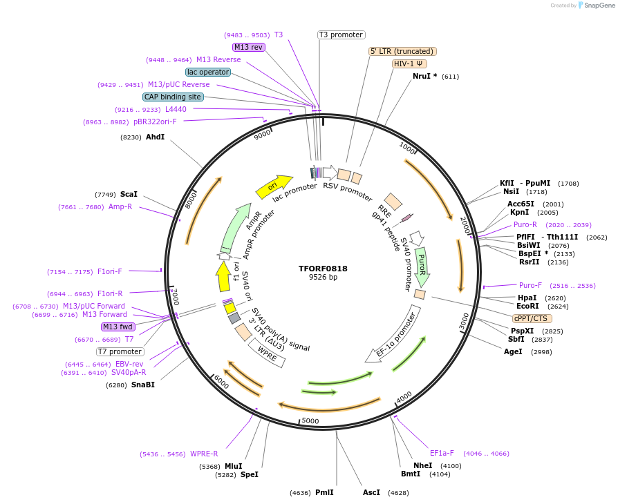 142694-plasmid-map-sequence-id-391458