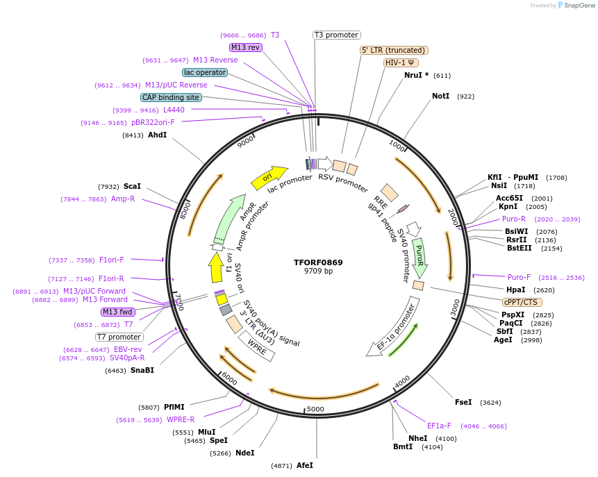 142701-plasmid-map-sequence-id-391460