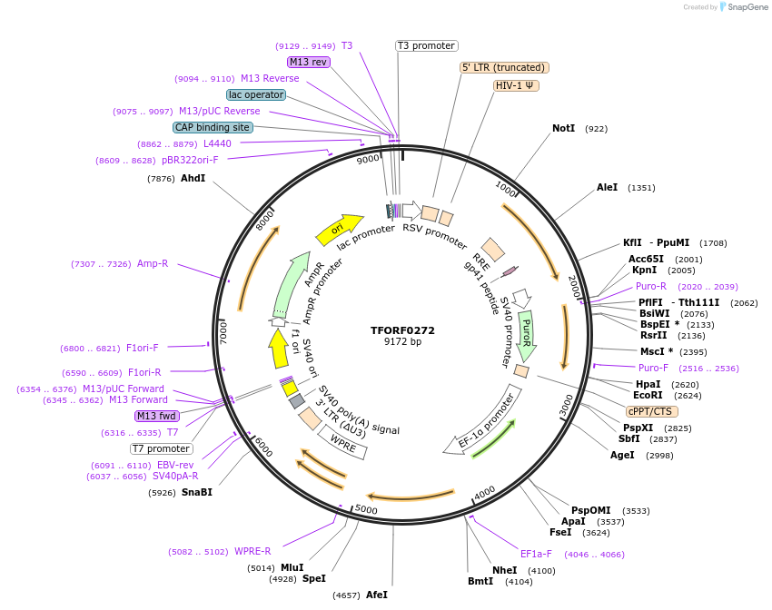 142506-plasmid-map-sequence-id-391462