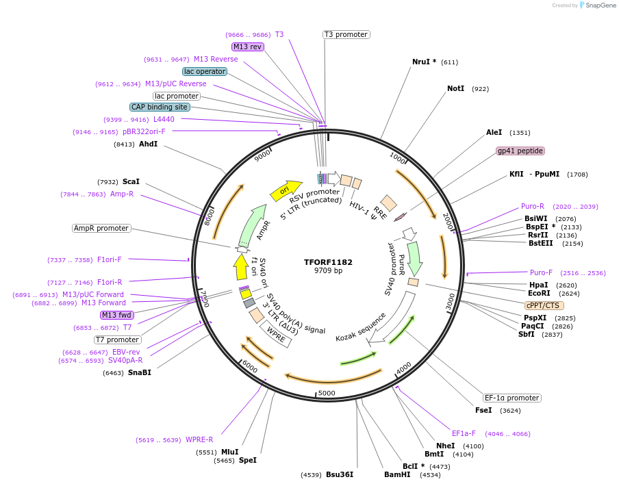 142746-plasmid-map-sequence-id-391464