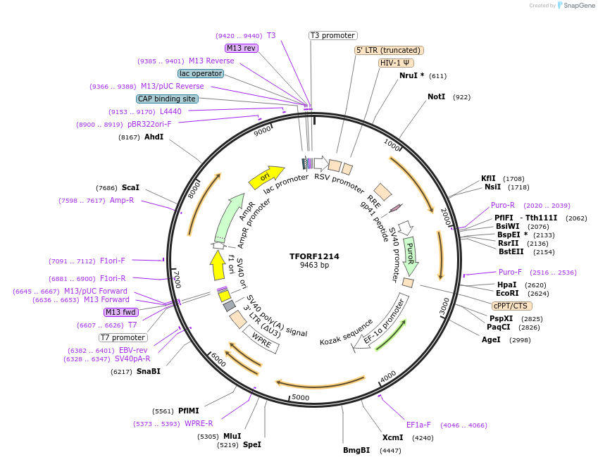 142756-plasmid-map-sequence-id-391465
