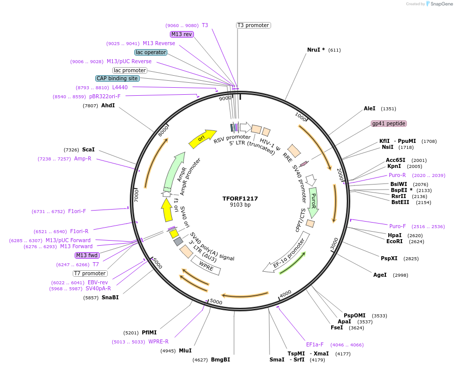 142757-plasmid-map-sequence-id-391466