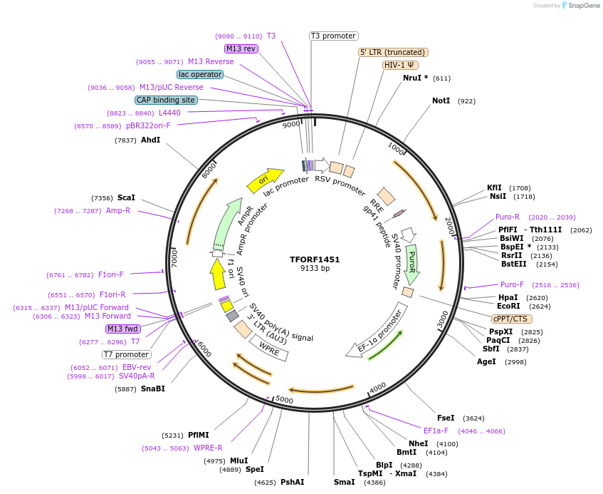 142797-plasmid-map-sequence-id-391468