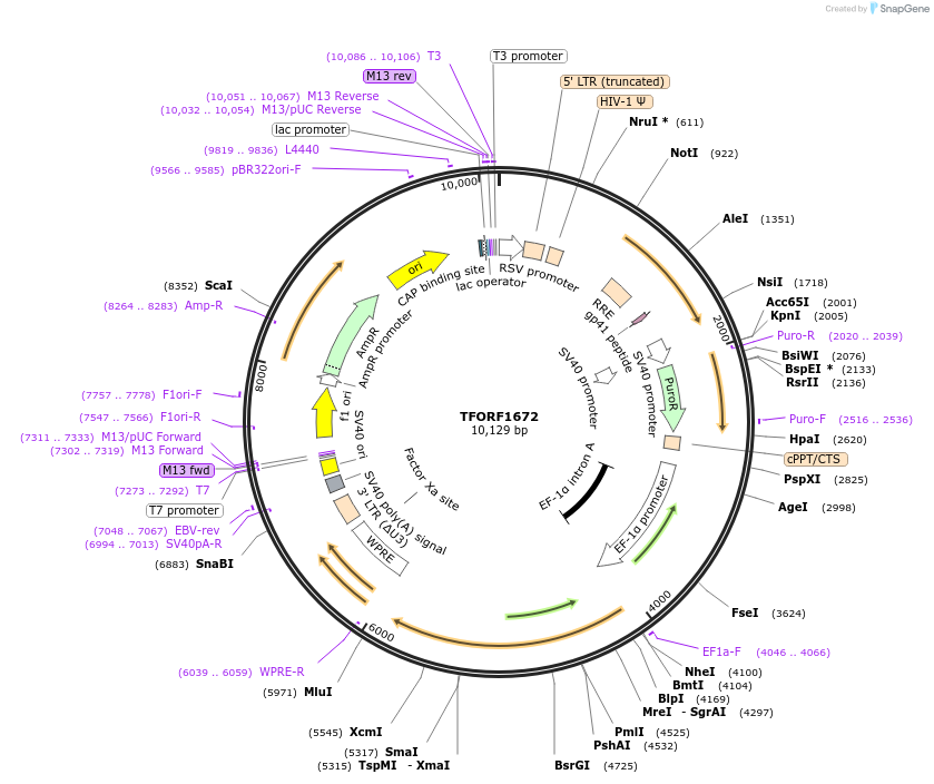 142823-plasmid-map-sequence-id-391470