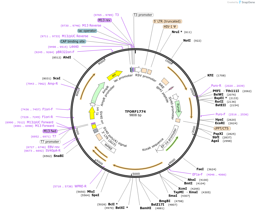 142849-plasmid-map-sequence-id-391471