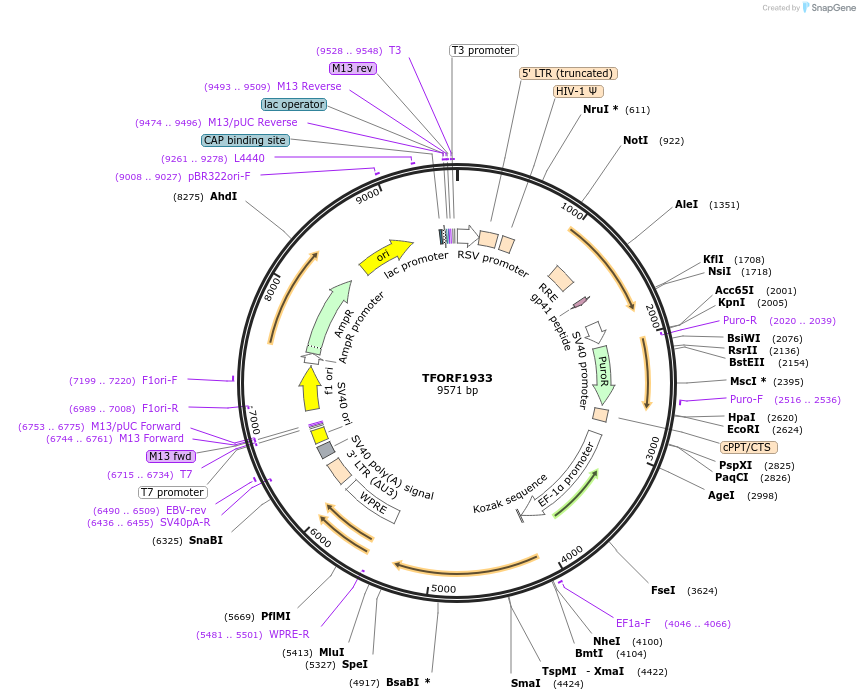142890-plasmid-map-sequence-id-391476