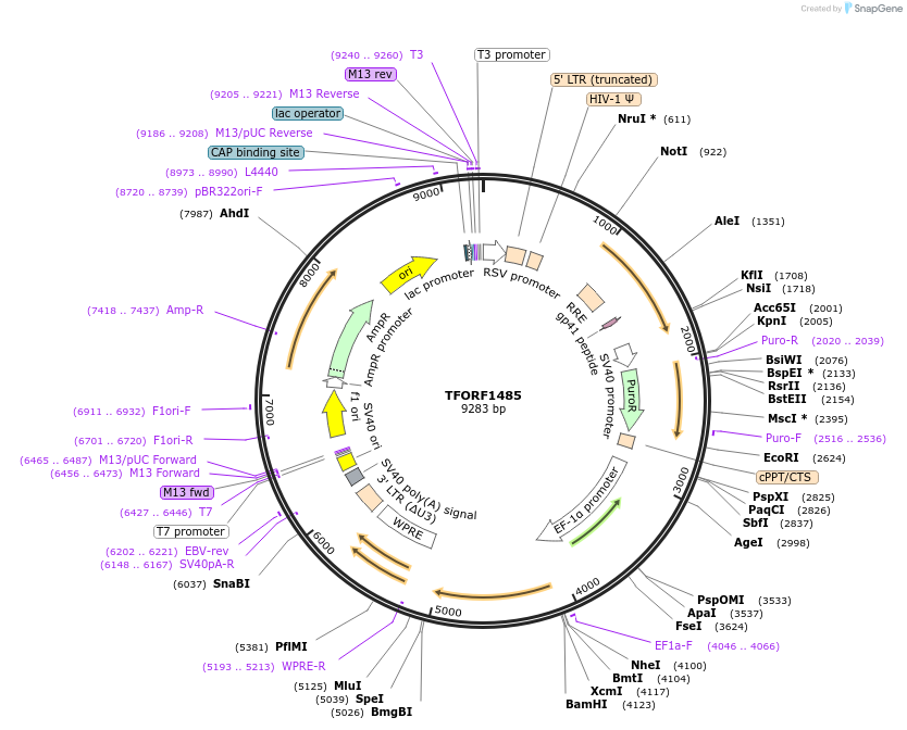 144176-plasmid-map-sequence-id-391477