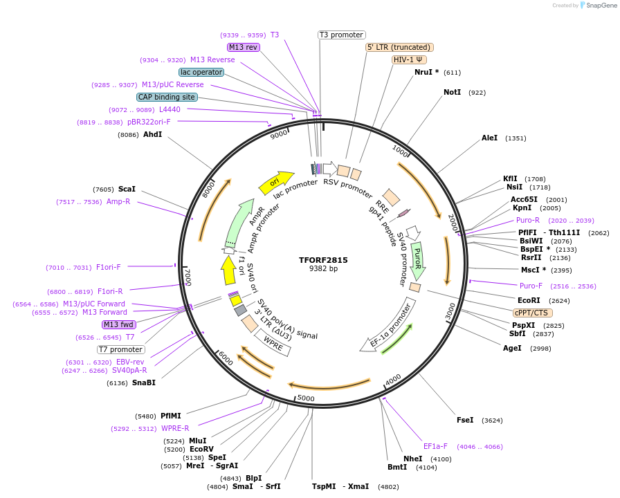 144244-plasmid-map-sequence-id-391480