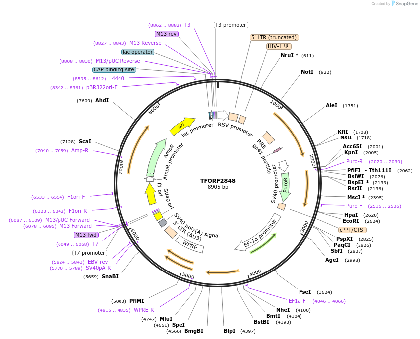 144249-plasmid-map-sequence-id-391481