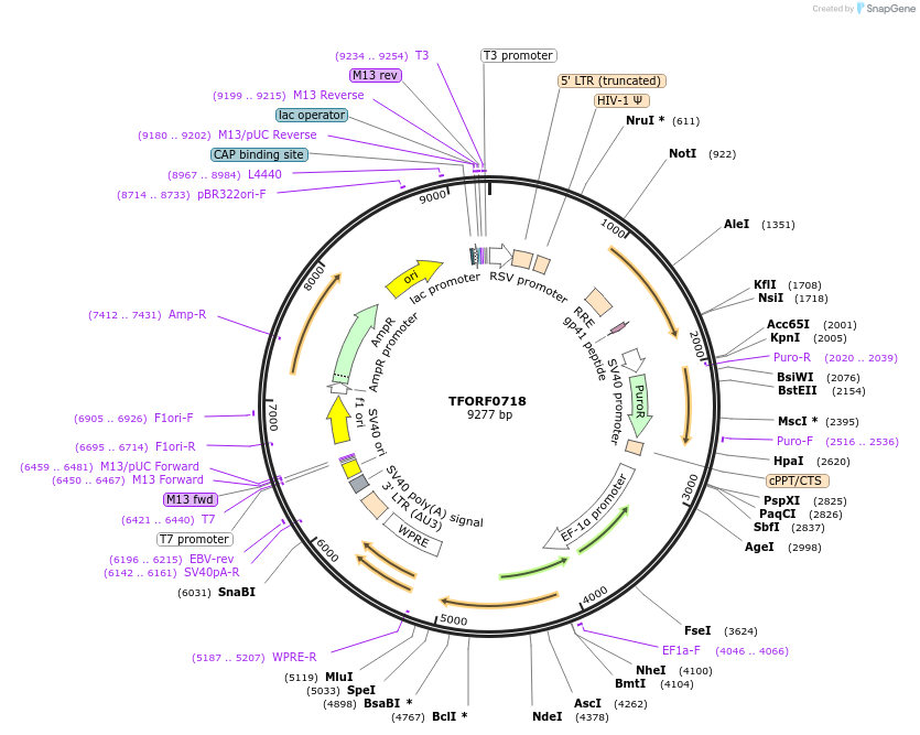 141671-plasmid-map-sequence-id-391482