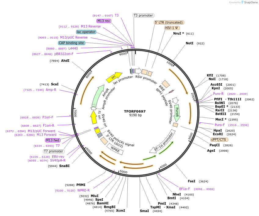 141666-plasmid-map-sequence-id-391483