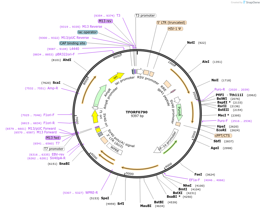 141701-plasmid-map-sequence-id-391485