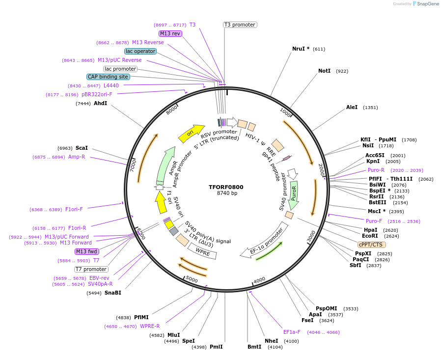 141706-plasmid-map-sequence-id-391486