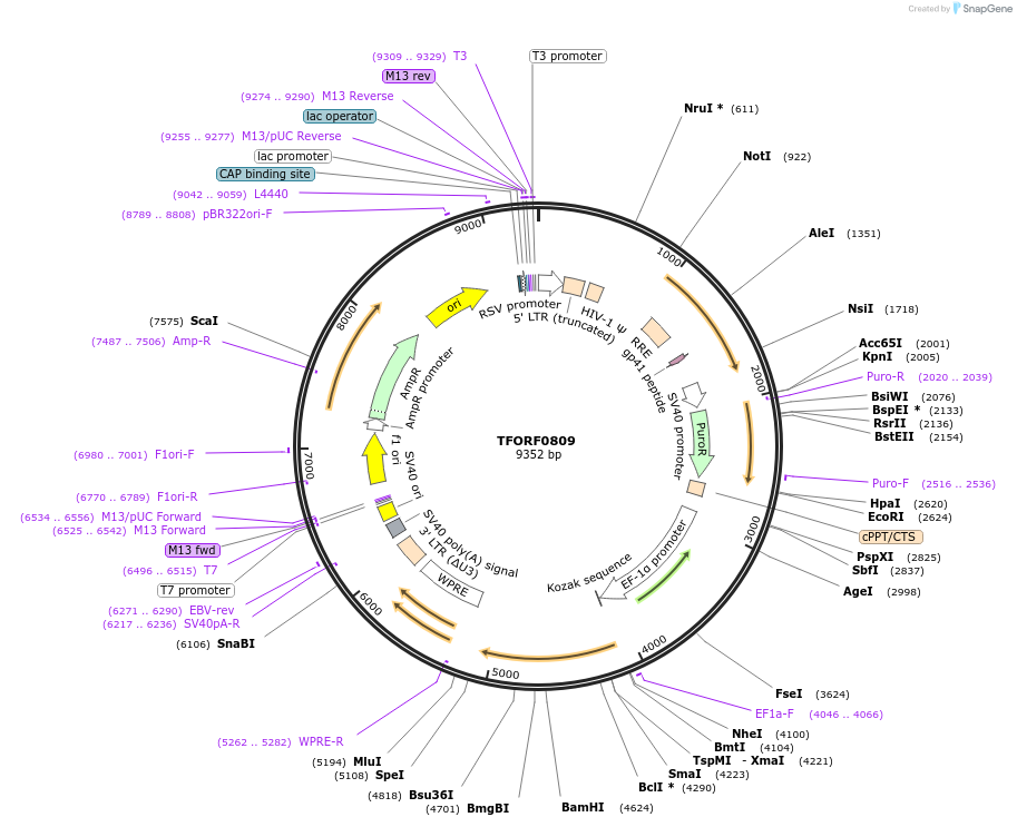 141713-plasmid-map-sequence-id-391488