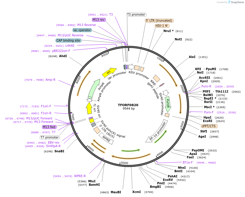 141720-plasmid-map-sequence-id-391490