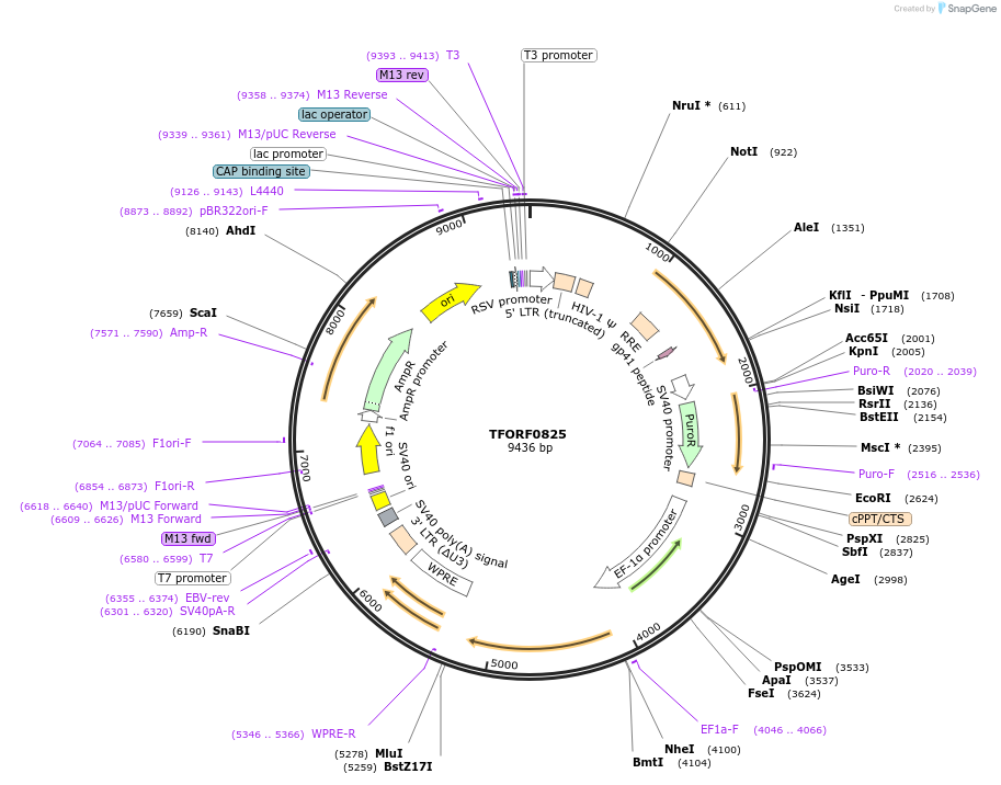 141721-plasmid-map-sequence-id-391491