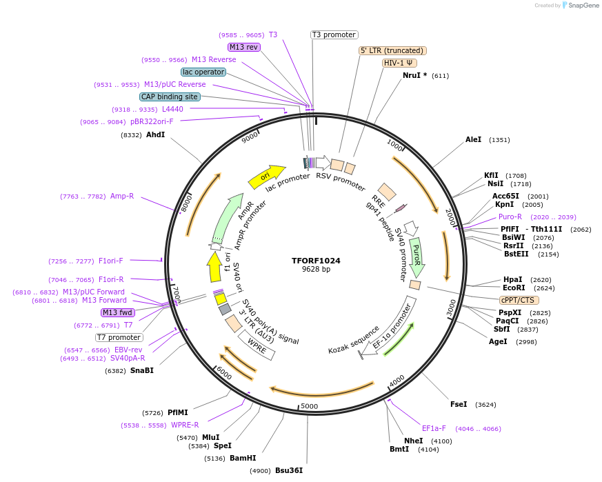 144268-plasmid-map-sequence-id-391493