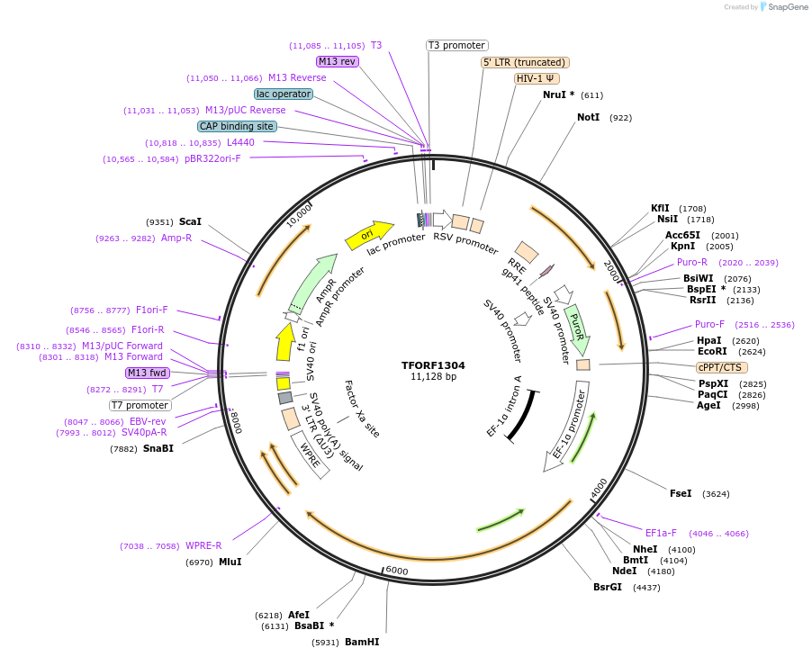 144293-plasmid-map-sequence-id-391494
