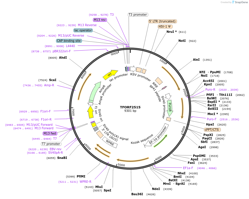 144338-plasmid-map-sequence-id-391495