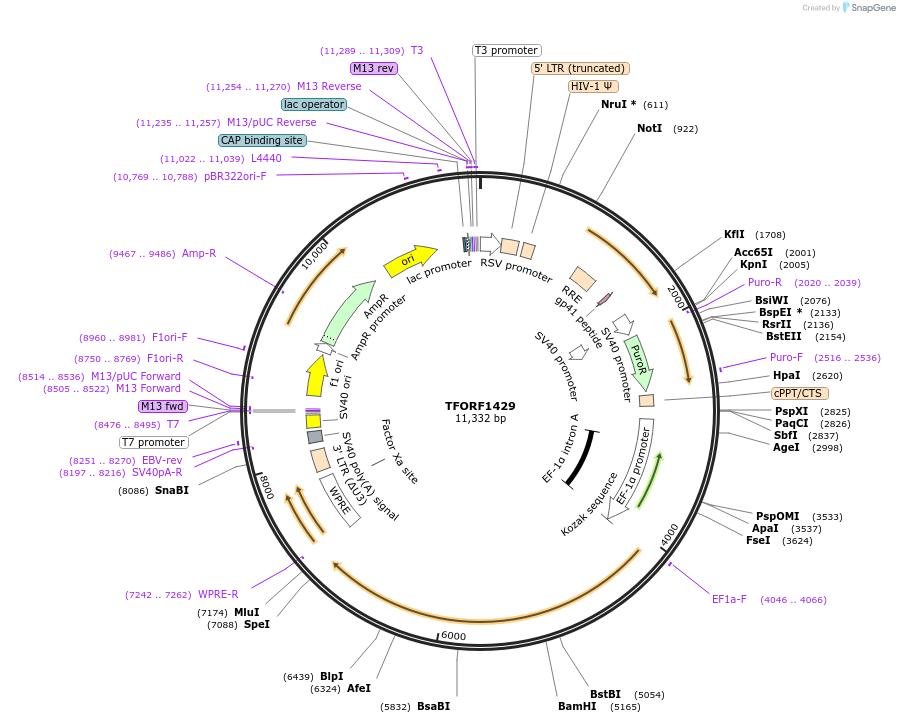 143115-plasmid-map-sequence-id-391497