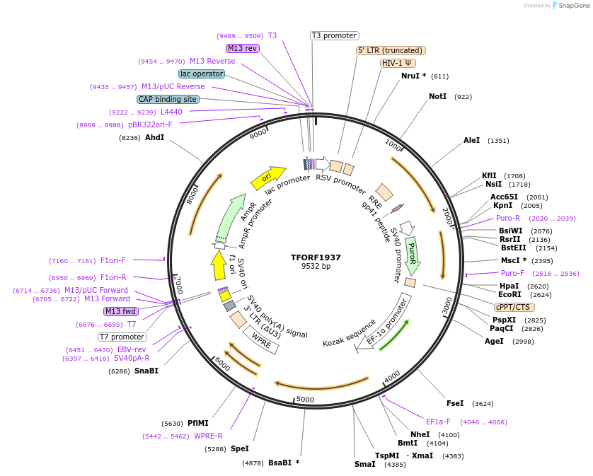 143168-plasmid-map-sequence-id-391499