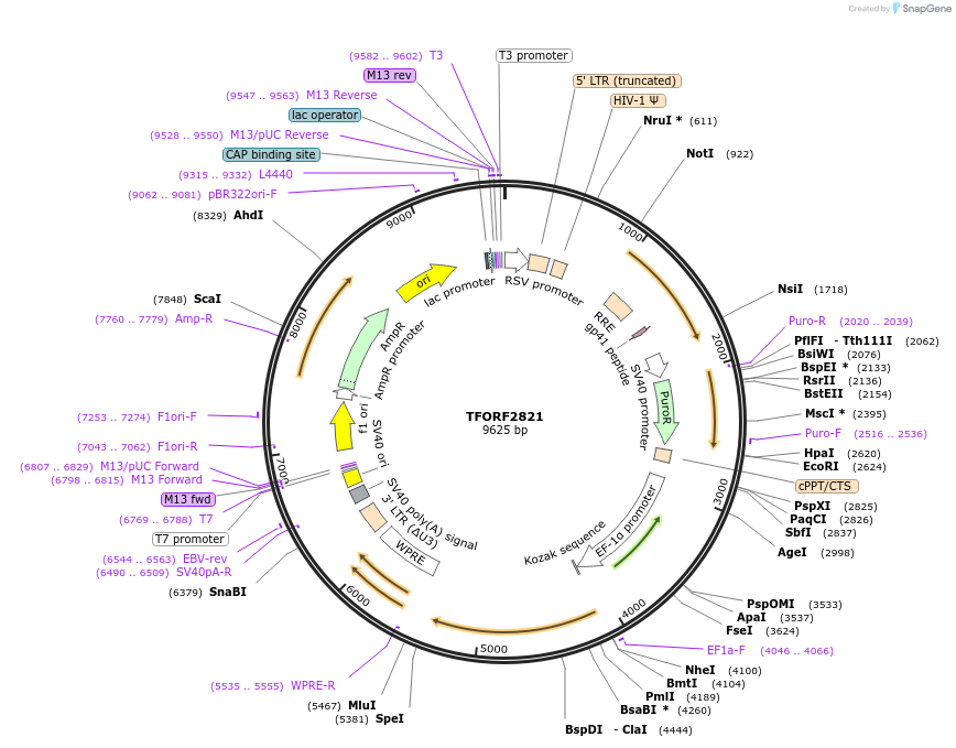 143196-plasmid-map-sequence-id-391500