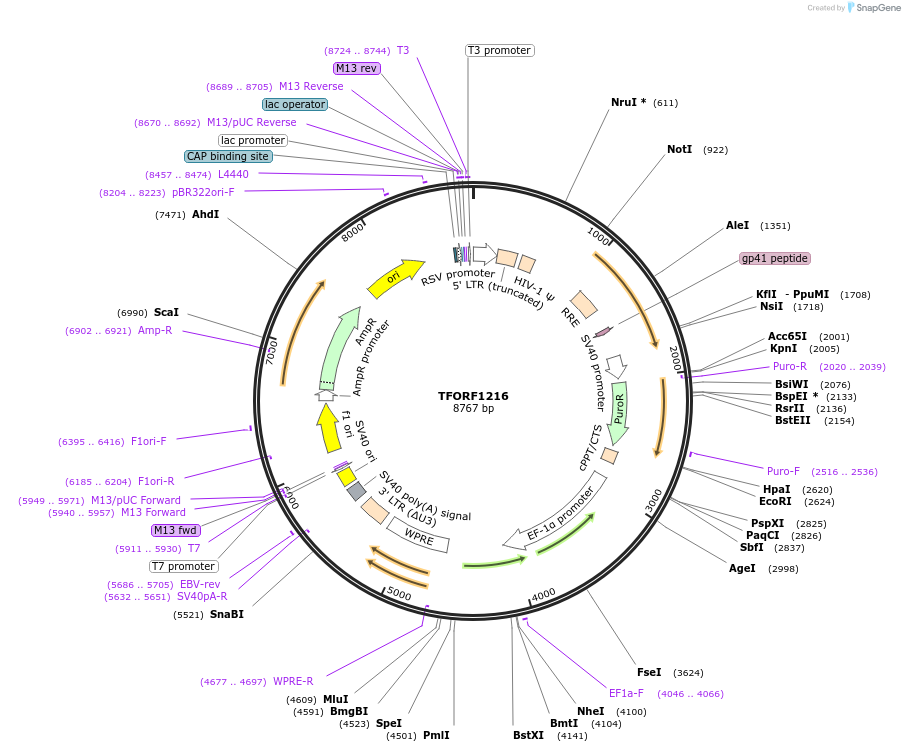 144090-plasmid-map-sequence-id-391502