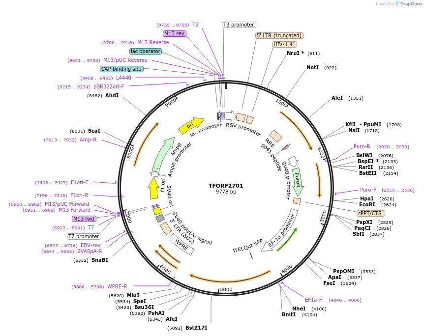 144150-plasmid-map-sequence-id-391503