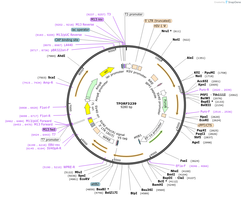 144715-plasmid-map-sequence-id-391505