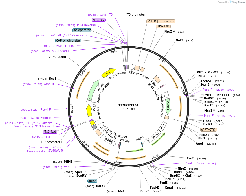 144737-plasmid-map-sequence-id-391507